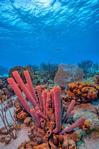 Caribbean Coral Garden Stock Photo Download Image Now Caribbean