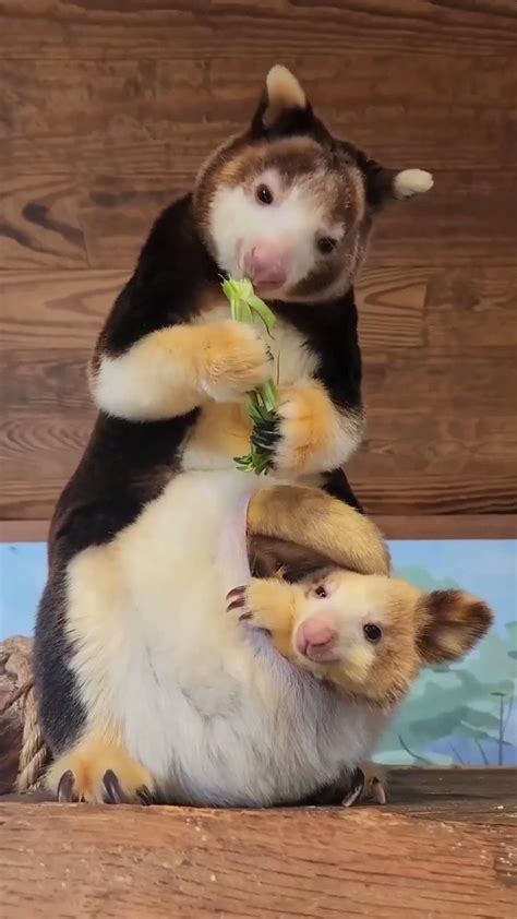 Pau Arts On Twitter Rt Gunsnrosesgirl The Tree Kangaroo And Her