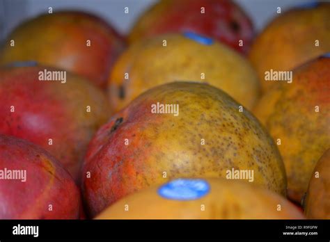 Tray Of Mangoes Stock Photo Alamy