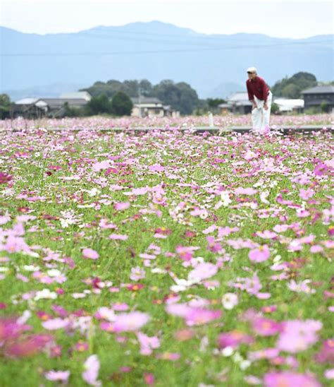 秋風吹いて、コスモス350万本見頃 宿毛市山奈町 高知新聞