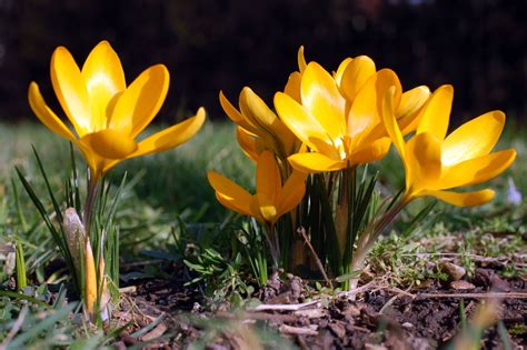 An Awesome List of Yellow Flower Names: How Many Do You Know? - Gardenerdy