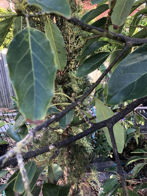 Forum: Is my Avocado plant Sick