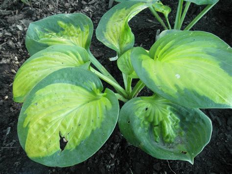 Sunset Grooves Hosta Hostas Store