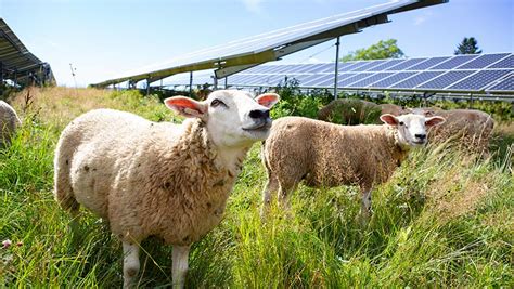 Agrivoltaics Combining Solar Panels With Farming Climate Solutions Advancement Network