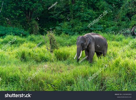 Asian Elephant Wildlife Nature Background Stock Photo 2183845893 ...