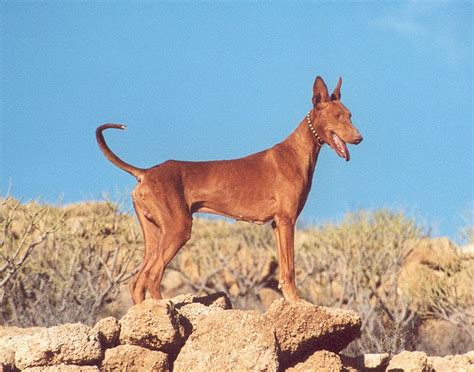 Especial Razas Espa Olas Hoy El Podenco Canario Mi Perro Info