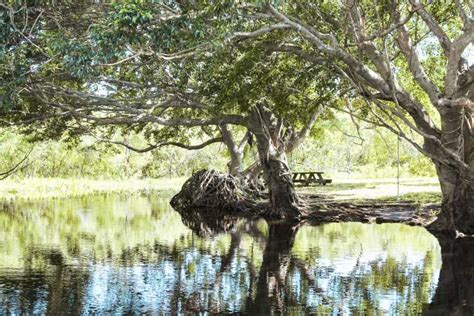 Everglades National Park: Airboat Tour and Wildlife Show | GetYourGuide