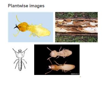 Durian Info Termites Control In Fruit Orchards