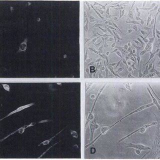 Phase Contrast B And D And Indirect Immunofluorescence A And C With