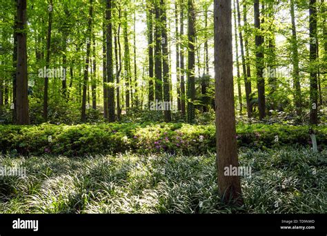 Spring color of West Lake Scenic Area Stock Photo - Alamy