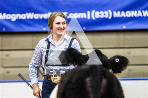 Belted Galloway Next Level Images