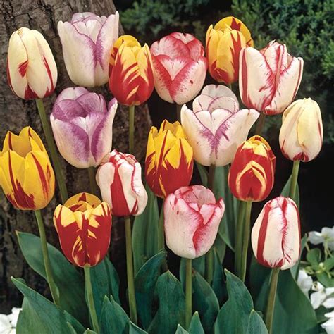 Tulip Rembrandt Mix Bulbs