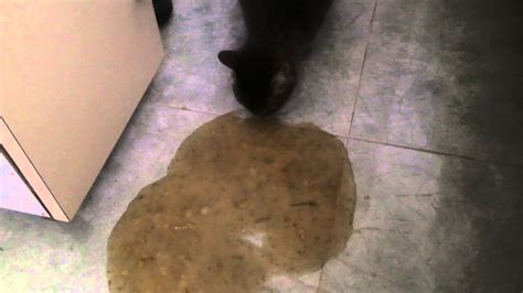 Gato Comiendo Vomito Youtube