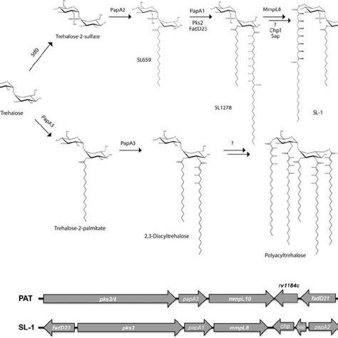 Structure Of The Cord Factor Trehalose 6 6 Dimycolate In This