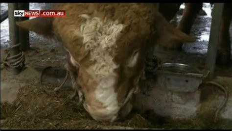 World’s largest bull found in China - M.C. Quantock "Canada's Bulls"