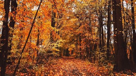 Fall Foliage Photography Walk - 105.1 The Bull