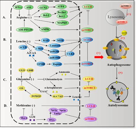 Specific Amino Acids Regulate Autophagy By Inhibiting MTORC1 And