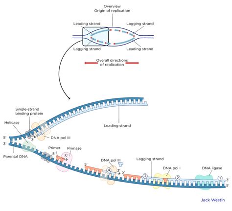 Mechanism Of Replication - Dna Replication - MCAT Content 