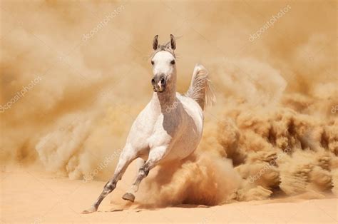 White Arabian Horses In The Desert