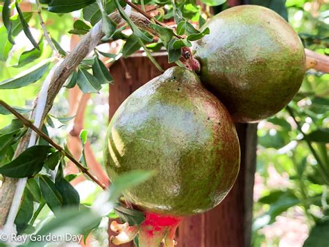 Parfianka Pomegranate Tree Growing in Southern Arizona - Ray Garden Day