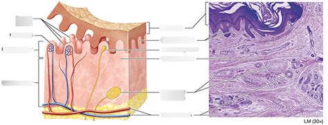 Structure of the Dermis Diagram | Quizlet