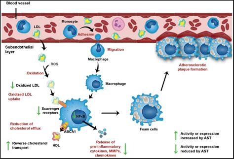 Antioxidant And Antiinflammatory Mechanisms Of Action Of Astaxanthin