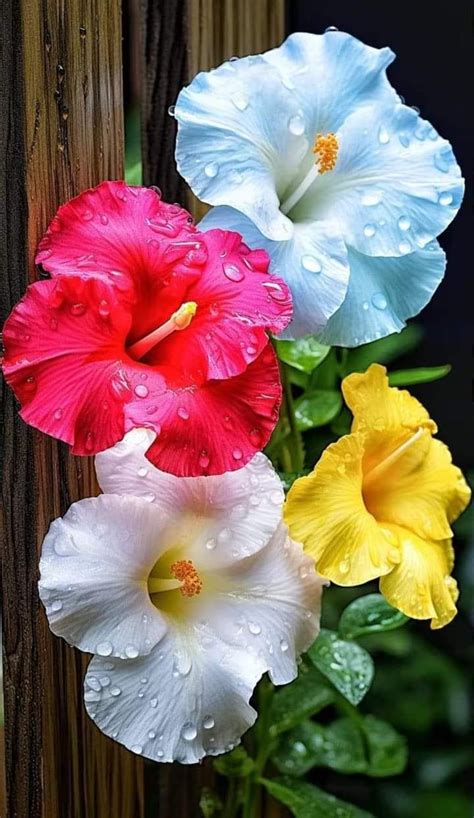 Pin By M H Admani On Beatiful And Clourful Flowers Pretty Flowers