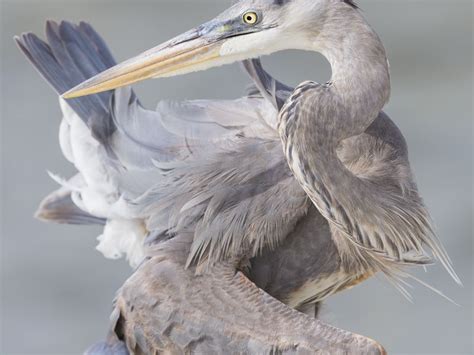 Great blue heron preens feathers | Smithsonian Photo Contest | Smithsonian Magazine