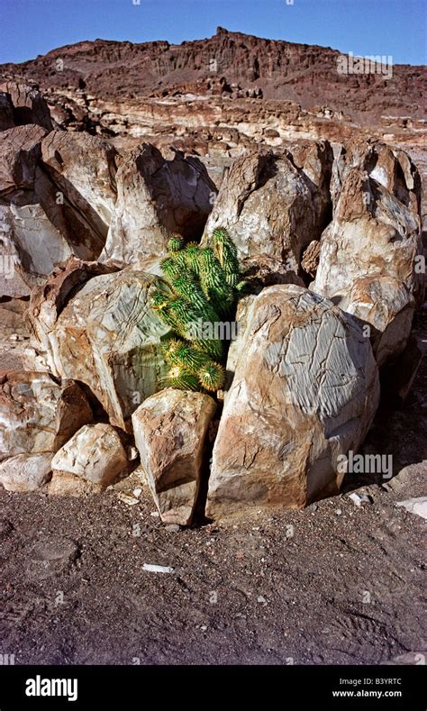 Namibia. Desert Plant Stock Photo - Alamy