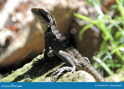 Bearded Dragon Sitting On A Rock Stock Photo Image Of Rock Pogonas