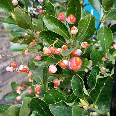 Evergreen spindle | Plant-Lore