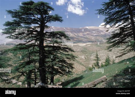 Cedars of Lebanon Stock Photo - Alamy