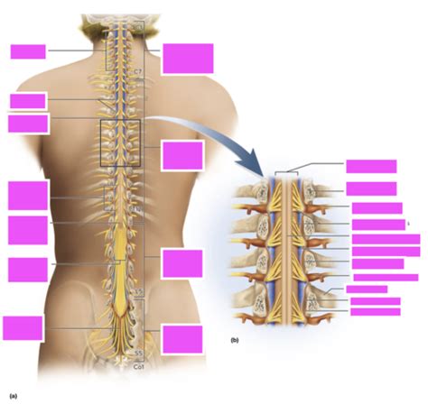 Anatomy Exam 2 Module 6 The Spinal Cord And Heart Module 7 VAN Of