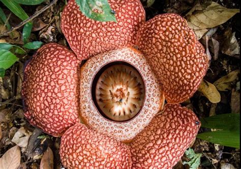 La Flor Más Grande Y Rara Del Mundo Huele A Cadáver ¡descúbrela