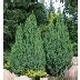 Можжевельник Лодери: описание сорта, характеристики, агротехника ...
