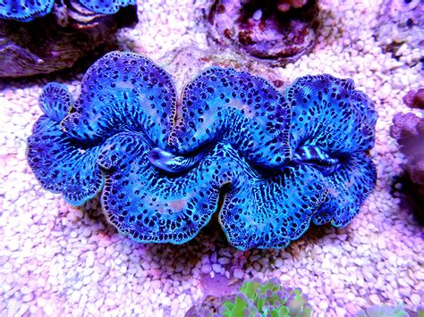 Tridacna maxima - günstig kaufen - Korallenstube