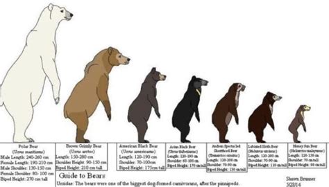 This Polar Bear comparison always blows my mind. : r/AbsoluteUnits