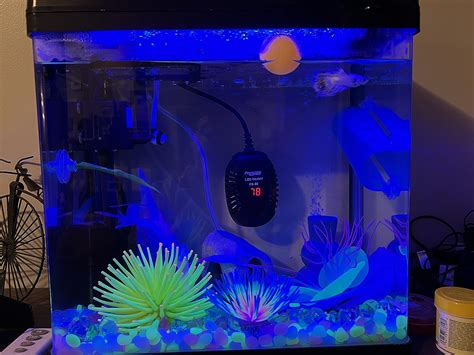 Mo Finance Pondon Fish Tank Gallon Glass Aquarium With Air Pump