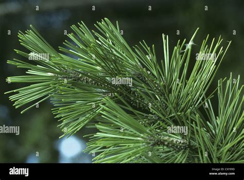 Japanese Black Pine Pinus Thunbergii Pinaceae Stock Photo Alamy