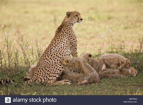 Cheetah Acinonyx Jubatus Mother Suckling Her Cubs Ndutu Serengeti