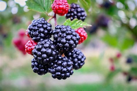 Facts About Blackberries Facts Net