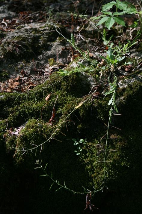 Photo Of The Entire Plant Of Braun S Rock Cress Boechera Perstellata