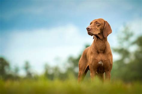 Vizsla Full Profile History And Care