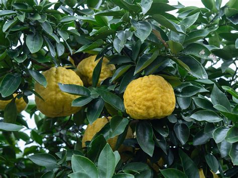 Citronnier yuzu où le planter entretien récolte des yuzus