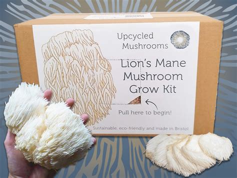 Lion S Mane Mushroom Grow Kit Ready To Fruit Unusual Etsy