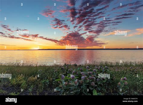 Vivid sunrise clouds over Fort Peck Reservoir and milkweed in the ...