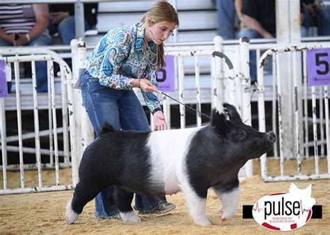 The Exposition Crossbred Gilts Div III The Pulse