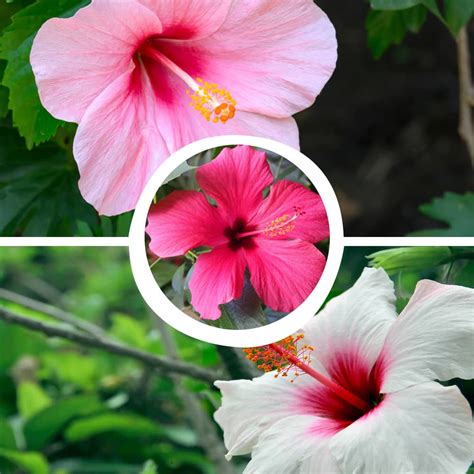 Hibiscus Gudhal Mix Flower Seeds Affordable Succulent Store