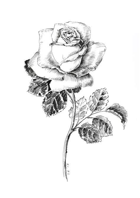 Dessin Rose Noir Et Blanc Fleurs De Croquis De Stylo Et D Encre