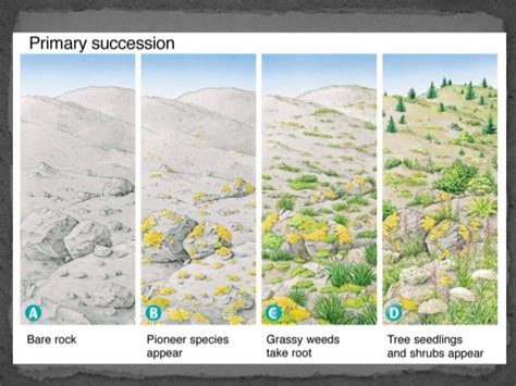 Volcano Primary Succession